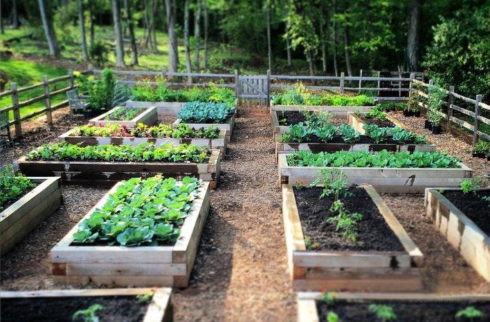 The Ultimate Guide to Raised Garden Beds: Enhance Your Gardening Experience