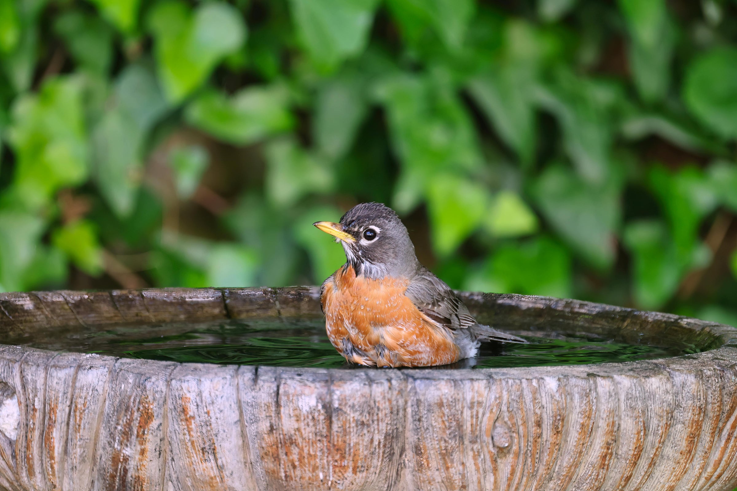 Birdhouses & Birdbaths