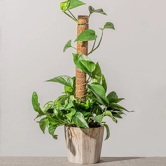 Premium Coir Moss Pole for Plants - Adjustable Plant Support Stake, Ideal for Climbing Vines & Indoor Plant Support