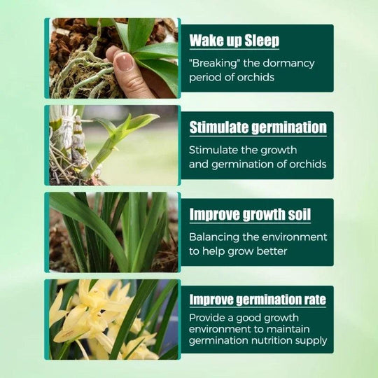 High-Performance Nutrient Solution for Orchids & Succulents - Boost Root Growth & Health