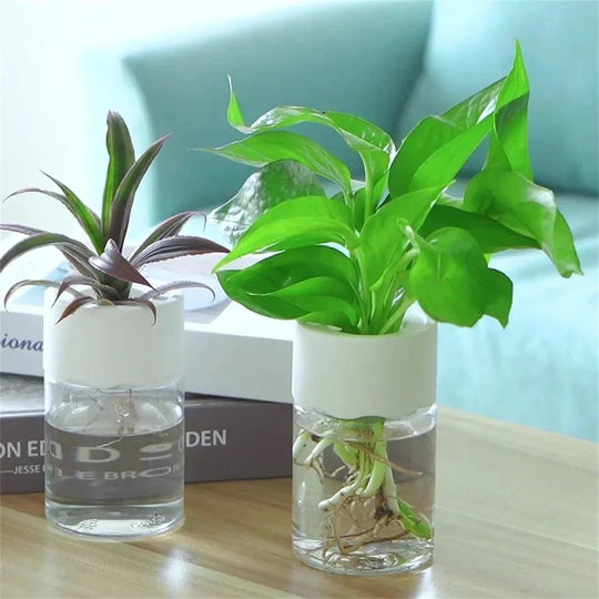 Mini Hydroponic Flower Pot – Transparent Soilless Plant Pot for Home Decor | Stylish Hydroponic Net Cups