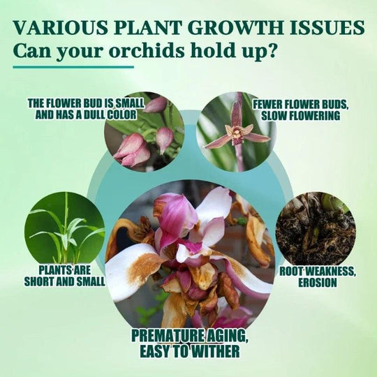 High-Performance Nutrient Solution for Orchids & Succulents - Boost Root Growth & Health